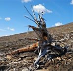 Effet des pluies acides sur les forêts