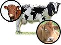 Catégorie élevage bovin