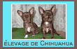 Grisous'Tiny World - élevage de Chihuahua
