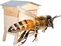 Commerce /agriculture /éleveur /apiculture