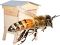 Apiculture