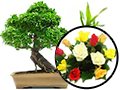 Boutique en ligne /fleurs et plantes