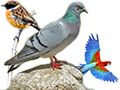 Sciences /animaux /oiseau